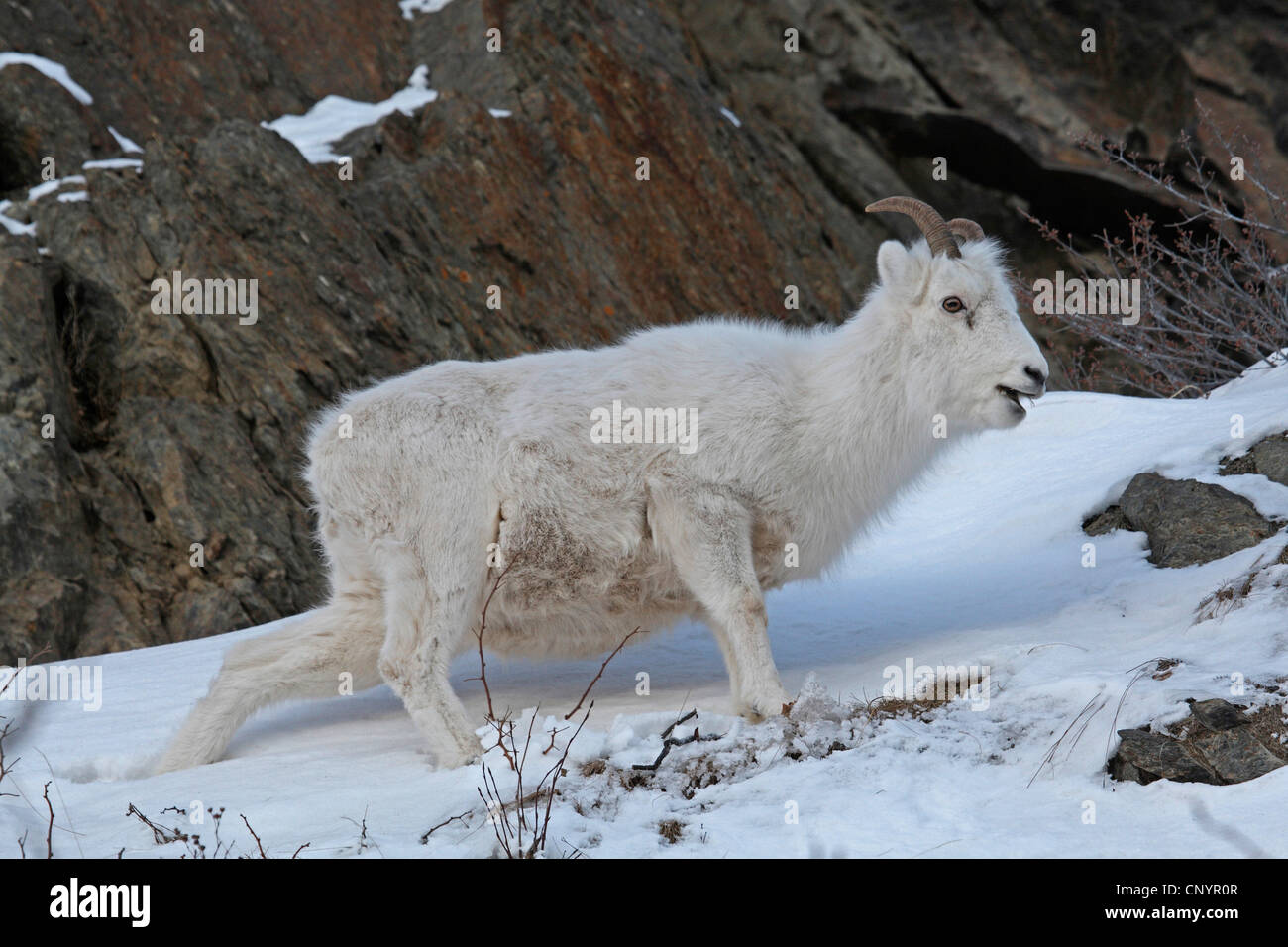 Les mouflons de Dall, mouton blanc (Ovis dalli), courant à travers la neige, USA, Alaska Banque D'Images