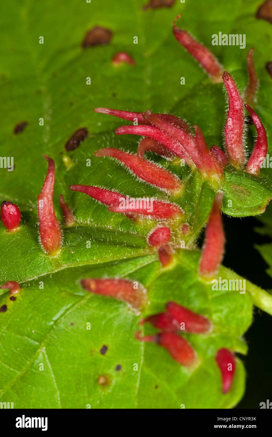 Ongle Lime-gall mite, ongles lime gall (Eriophyes tiliae), des galles sur une feuille de lime, Allemagne Banque D'Images