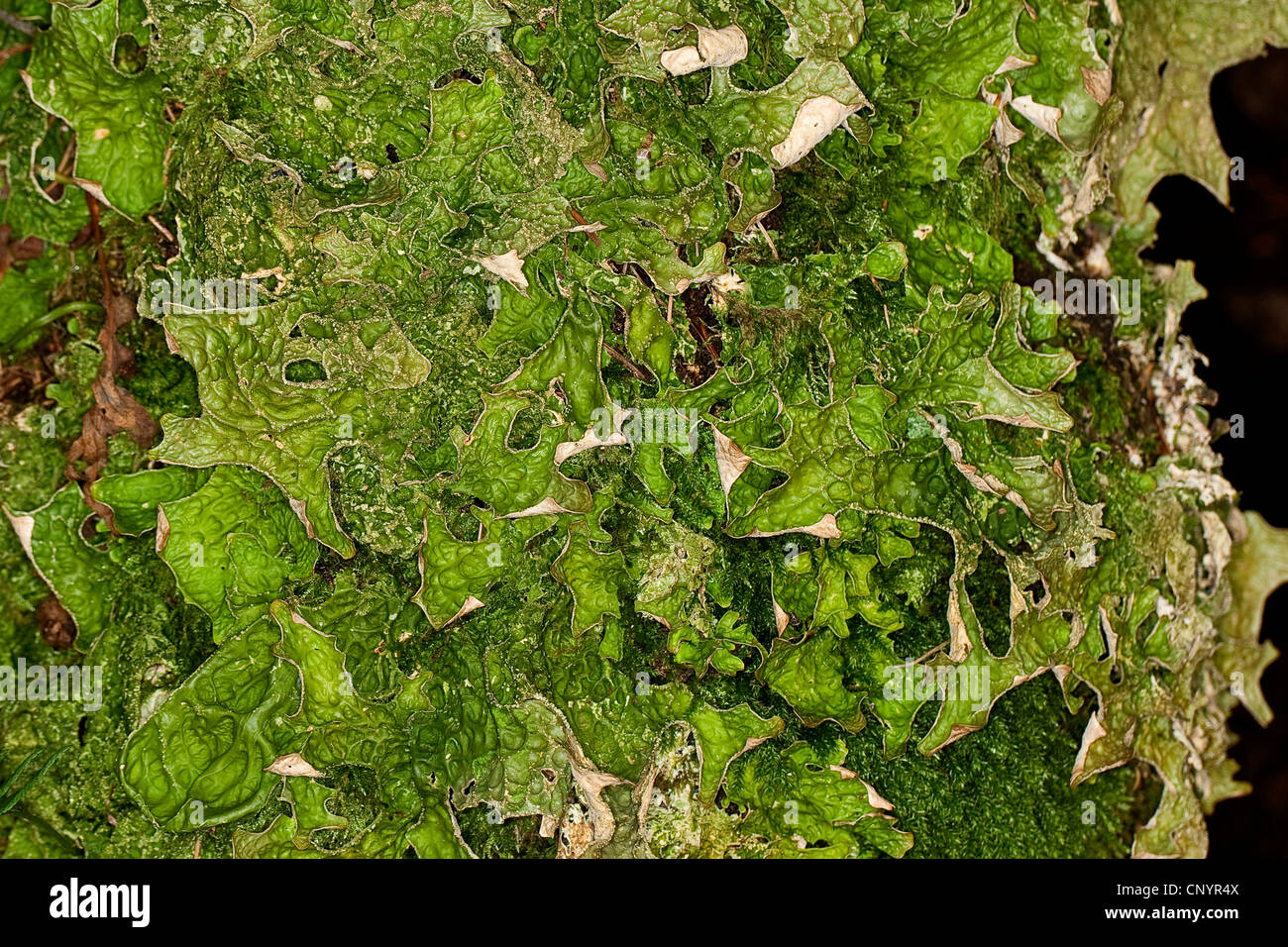 Chêne (herbe de Lobaria pulmonaria), à un tronc d'arbre, Allemagne Banque D'Images