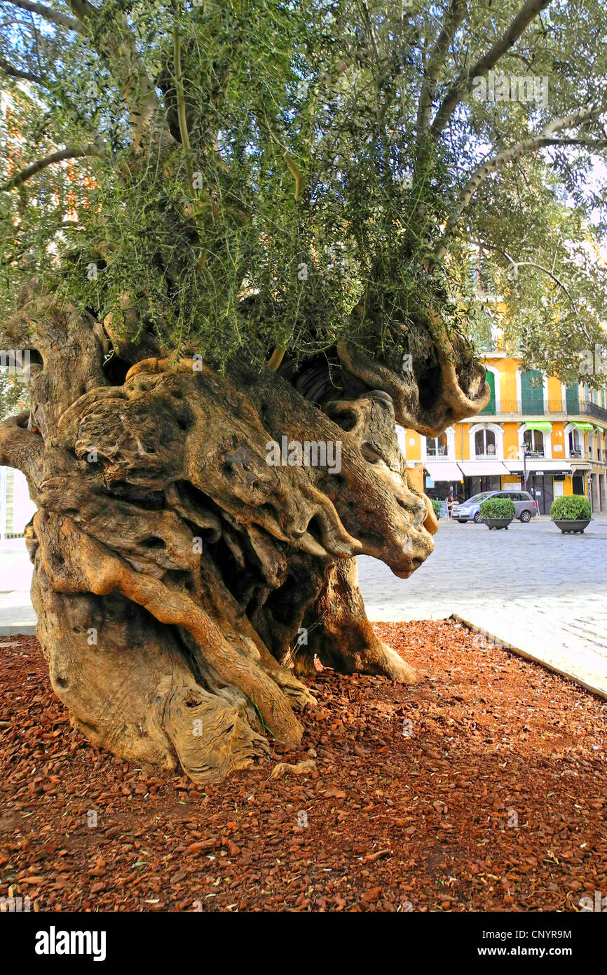 Olivier (Olea europaea ssp. sativa), le tronc de l'arbre noueux au Plaza Cort, Espagne, Baléares, Majorque, Palma de Mallorca Banque D'Images