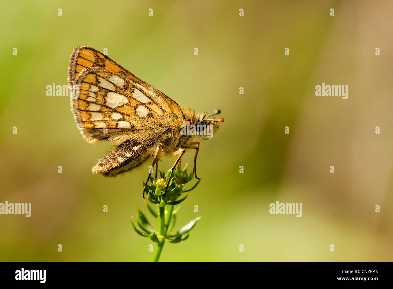 Carterocephalus palaemon hespérie (damier), assis sur un le gaillet, Allemagne, Rhénanie-Palatinat Banque D'Images