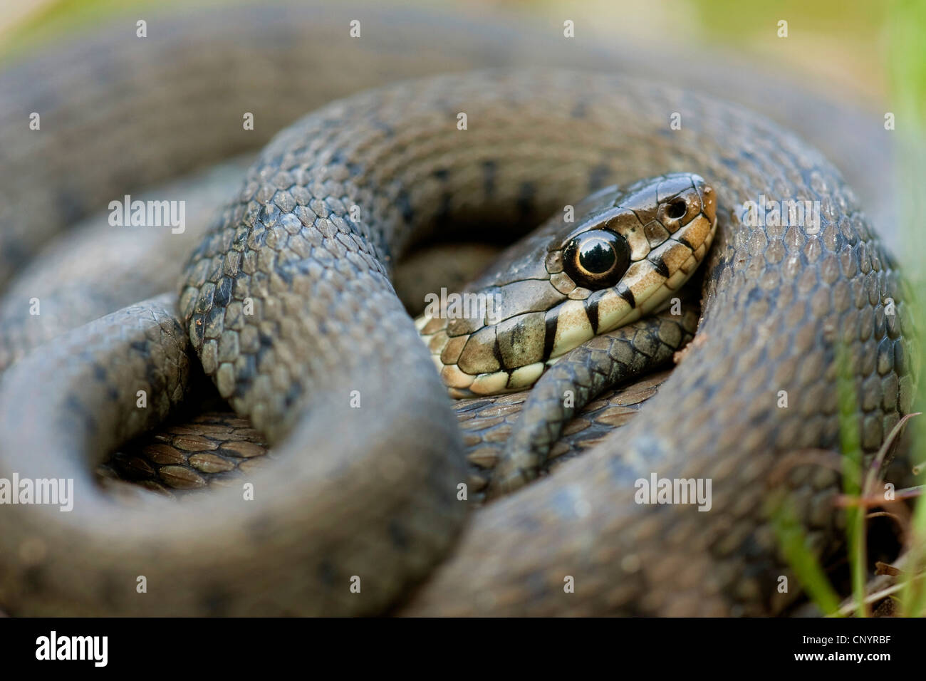 Couleuvre à collier (Natrix natrix), allongé sur le sol enroulé, Allemagne, Rhénanie-Palatinat Banque D'Images