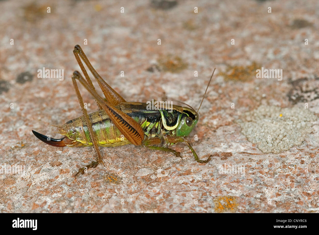 Roesel's Metrioptera roeselii (bushcricket), Femme, Allemagne Banque D'Images