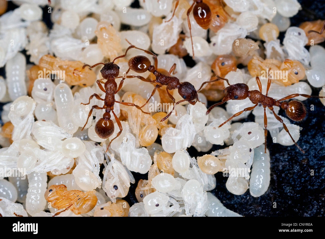 Fourmi myrmicine rouge, red ant (Myrmica rubra), nid avec les travailleurs, les larves et pupes, Allemagne Banque D'Images