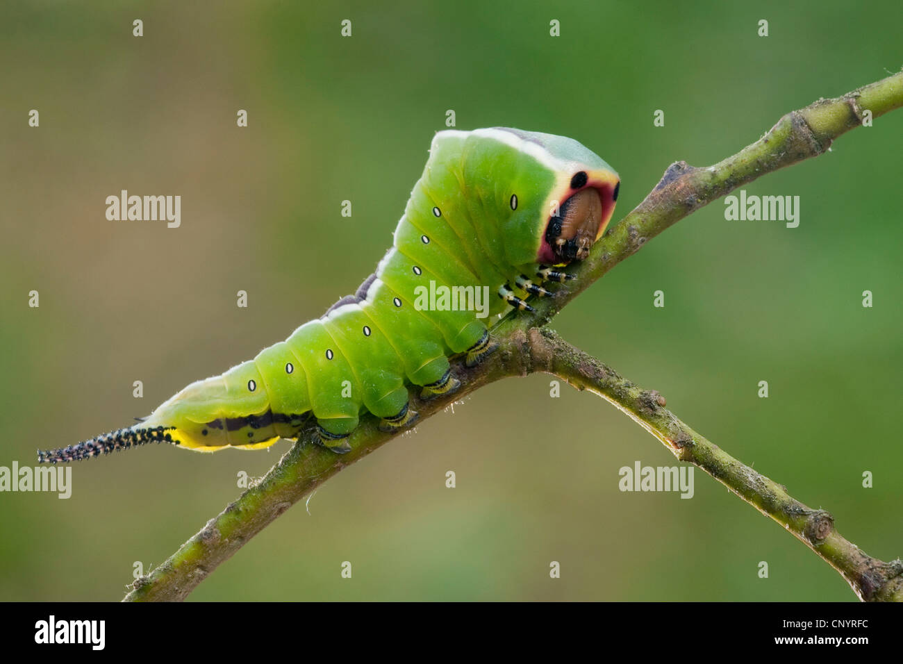 Puss moth (Cerura vinula), jeune chenille assis sur une branche, l'Allemagne, Rhénanie-Palatinat Banque D'Images