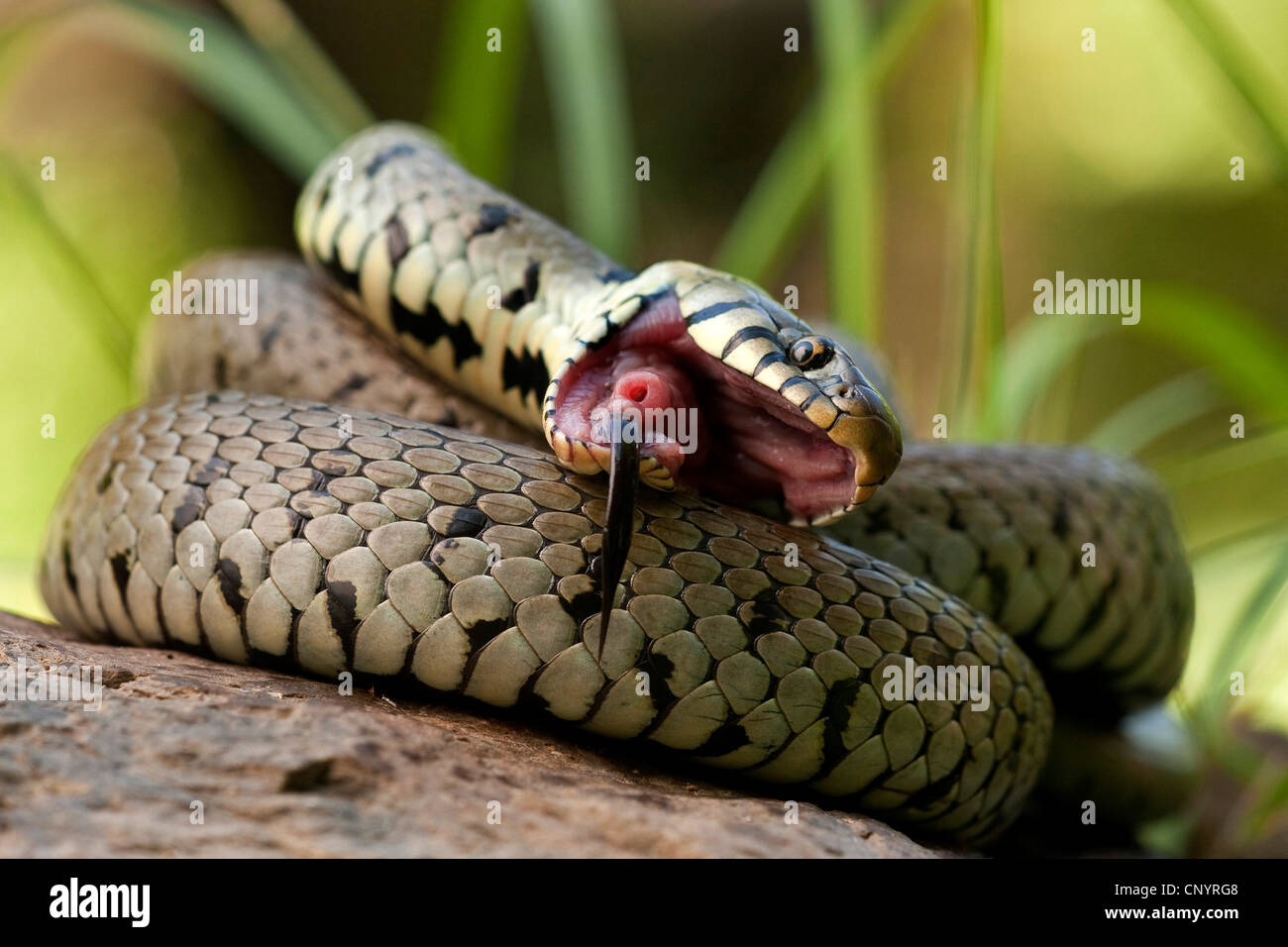 Couleuvre à collier (Natrix natrix), de défense, de l'Allemagne, Rhénanie-Palatinat Banque D'Images