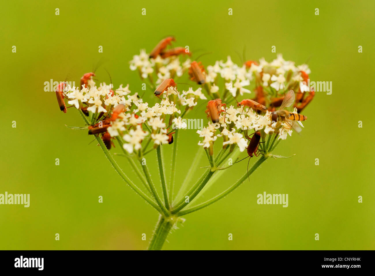 Coléoptère soldat rouge commun sangsue coléoptère hogweed coléoptère (Rhagonycha fulva), plusieurs coléoptères assis sur un umbellifer, Allemagne Banque D'Images