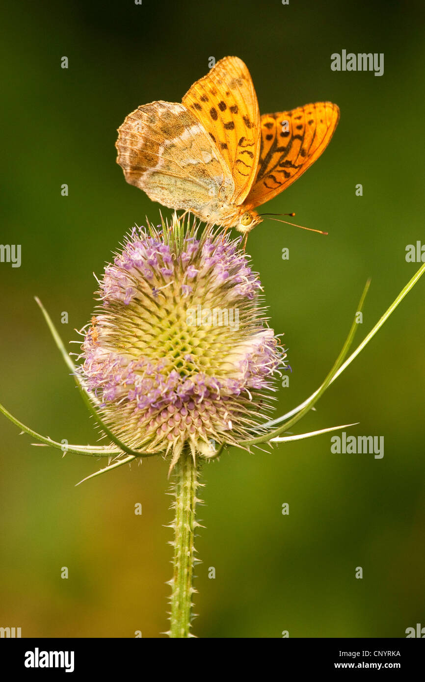 Silver-lavé fritillary (Argynnis paphia), assis sur Fuller's cardère sucer le nectar, Allemagne, Rhénanie-Palatinat Banque D'Images