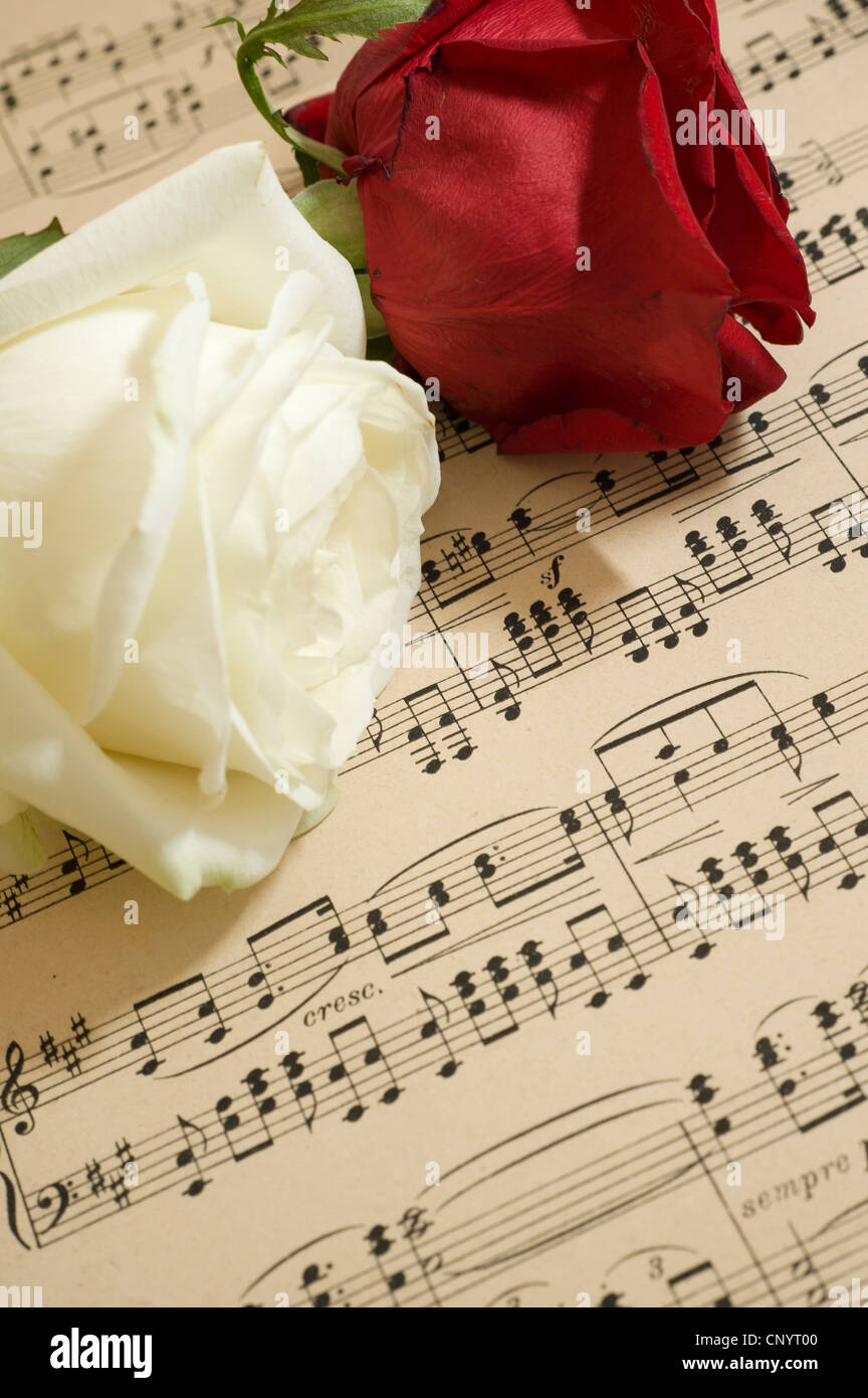 Une rouge et une rose blanche sur une feuille de musique Banque D'Images