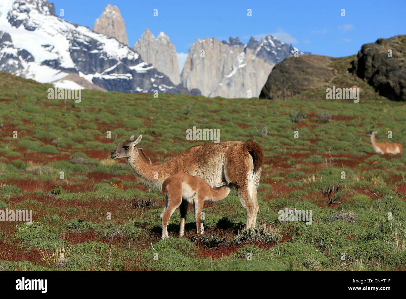 Guanaco (Lama guanicoe), mère allaitant son enfant, le Chili, le Parc National Torres del Paine Banque D'Images