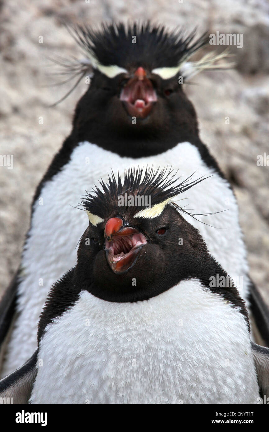 Rockhopper Penguin (Eudyptes chrysocome), deux pingouins debout derrière eux, l'Argentine, de l'Île Penguin , Puerto Deseado Banque D'Images