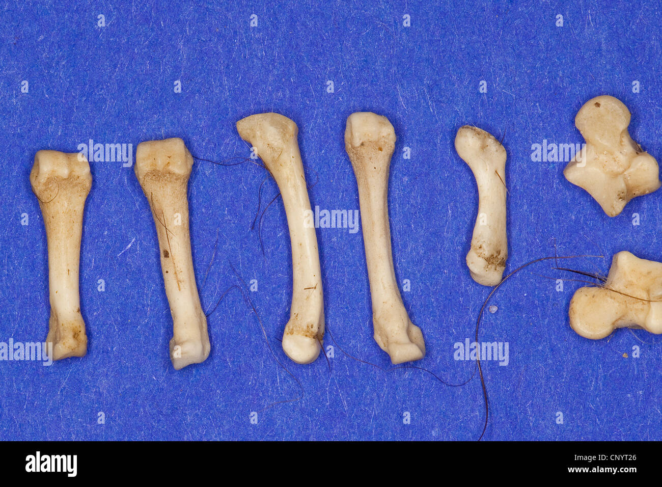 Le nord du grand-duc (Bubo bubo), divers os d'un hérisson - résidus de nourriture non digérée d'un pellet Banque D'Images