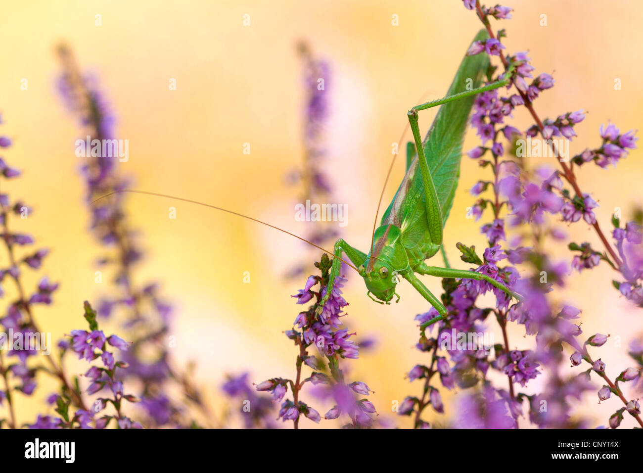Grande Charte verte (Tettigonia viridissima) bushcricket, assis à Heather, Allemagne, Rhénanie du Nord-Westphalie Banque D'Images