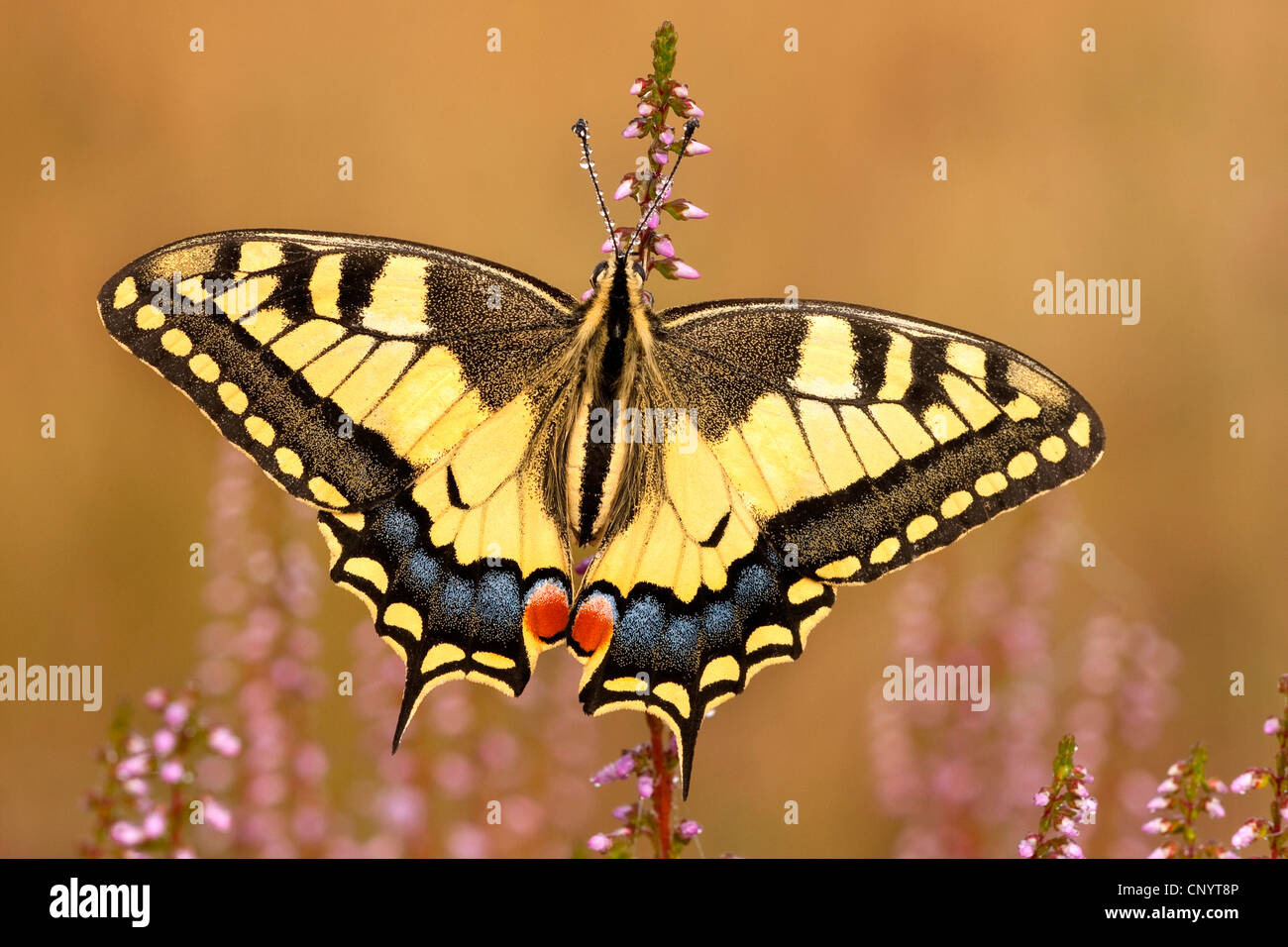 Papilio machaon), assis sur la santé, Allemagne, Rhénanie du Nord-Westphalie Banque D'Images