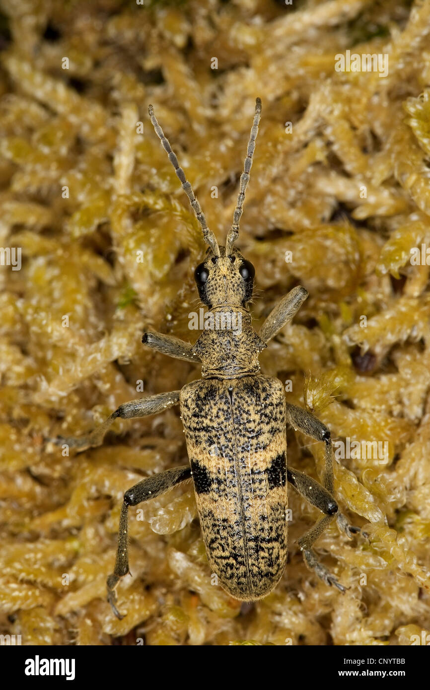 Support pince Épinoche tachetée, coléoptère longicorne chêne (Rhagium mordax), assis dans la mousse, Allemagne Banque D'Images