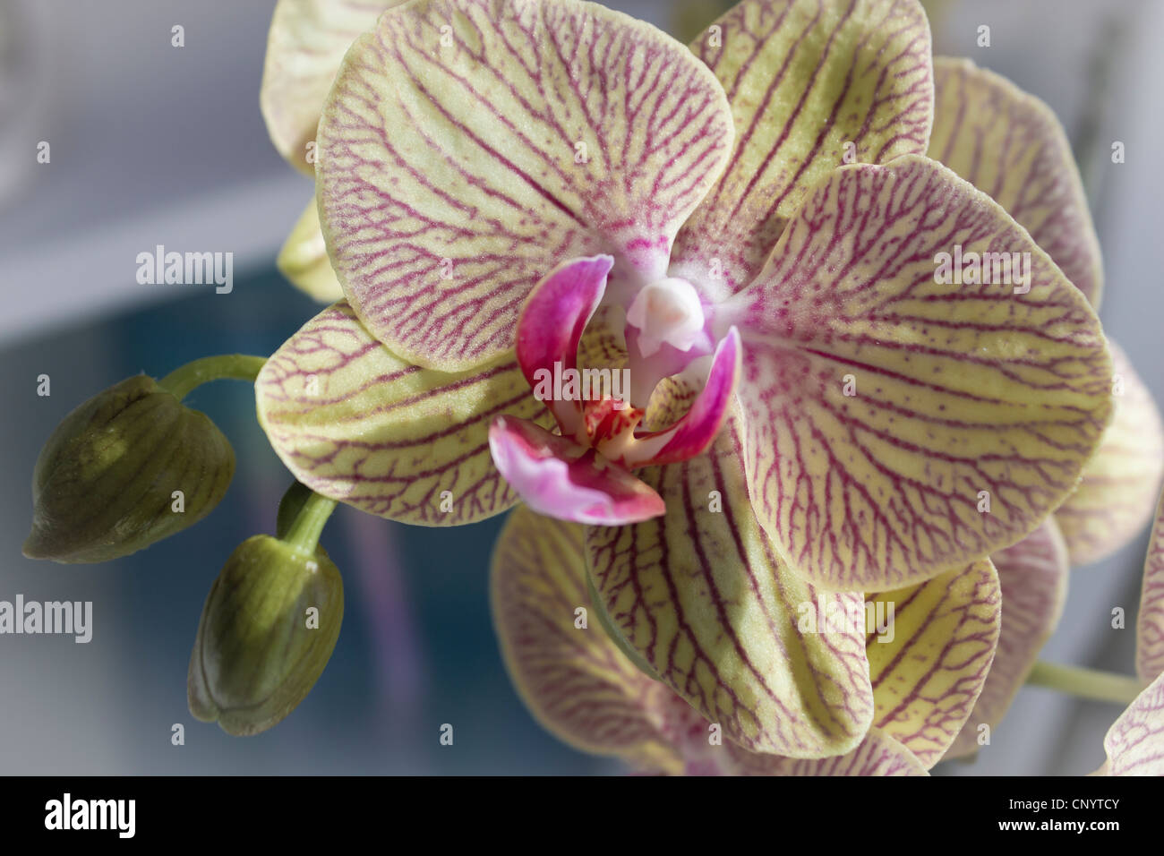 Orchidée papillon, Phalaenopsis aphrodite. Banque D'Images