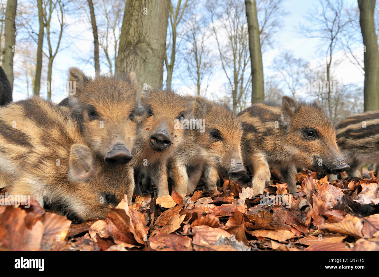 Le sanglier, le porc, le sanglier (Sus scrofa), curieux avortons dans une forêt, Allemagne Banque D'Images