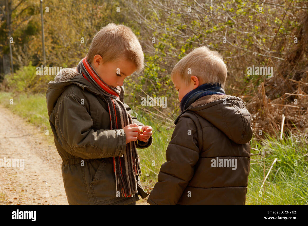 Frères à la feuille à en campagne. Banque D'Images