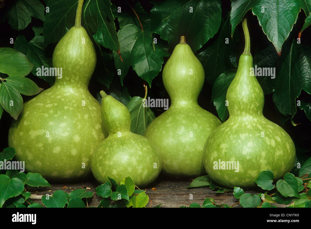 Les gourdes, gourde bouteille, calabash gourd, blanc fleur-gourd (Lagenaria  siceraria), fruits Photo Stock - Alamy