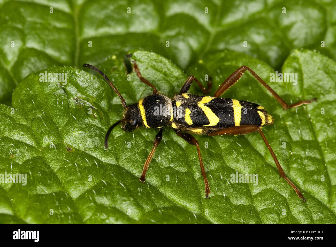 Wasp beetle (Clytus arietis), assis sur une feuille, Allemagne Banque D'Images