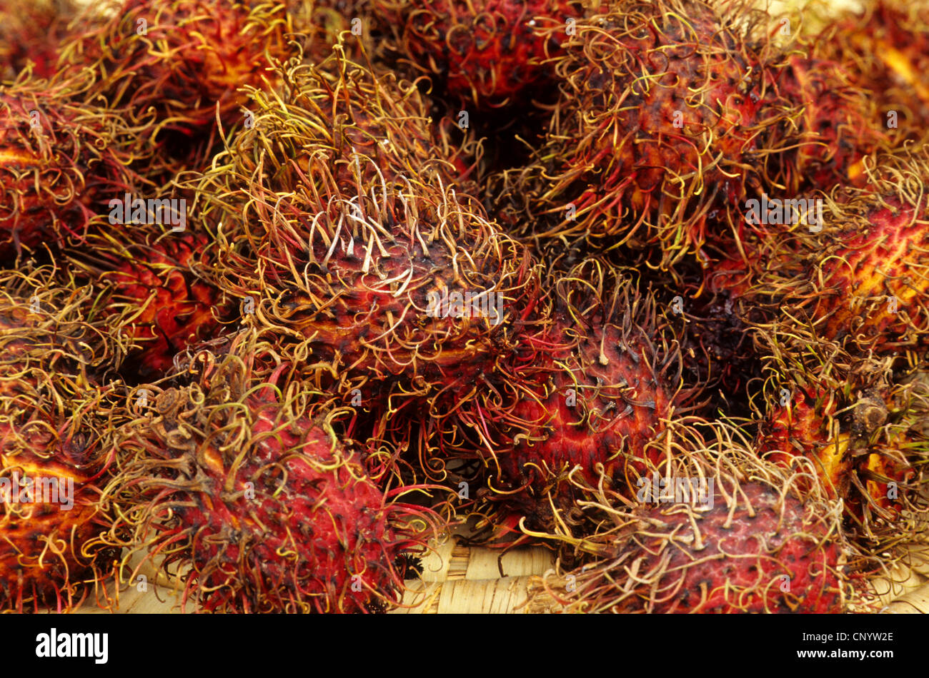 Ramboutan (Nephelium lappaceum), les fruits sur un marché Banque D'Images