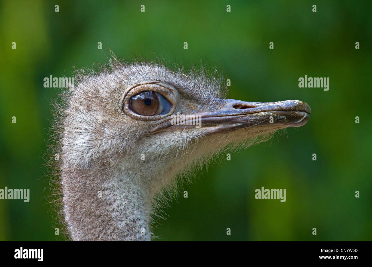 Autruche (Struthio camelus australis), portrait, Allemagne Banque D'Images