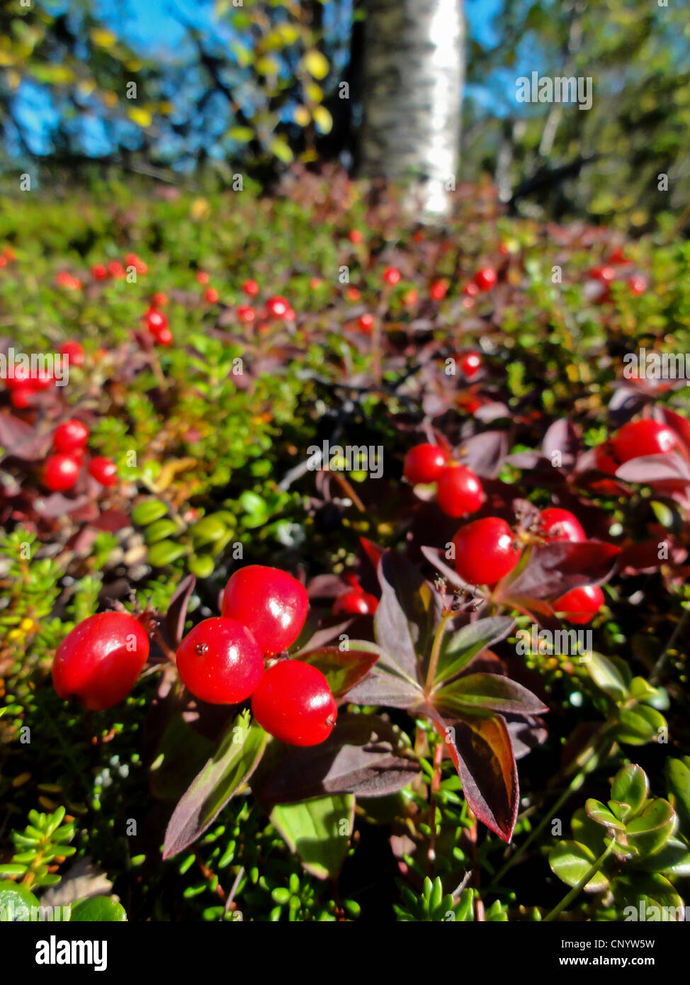 Dwarf cornel, du cornouiller (Cornus suecica), la fructification, la Norvège, Troms, Breivika Banque D'Images