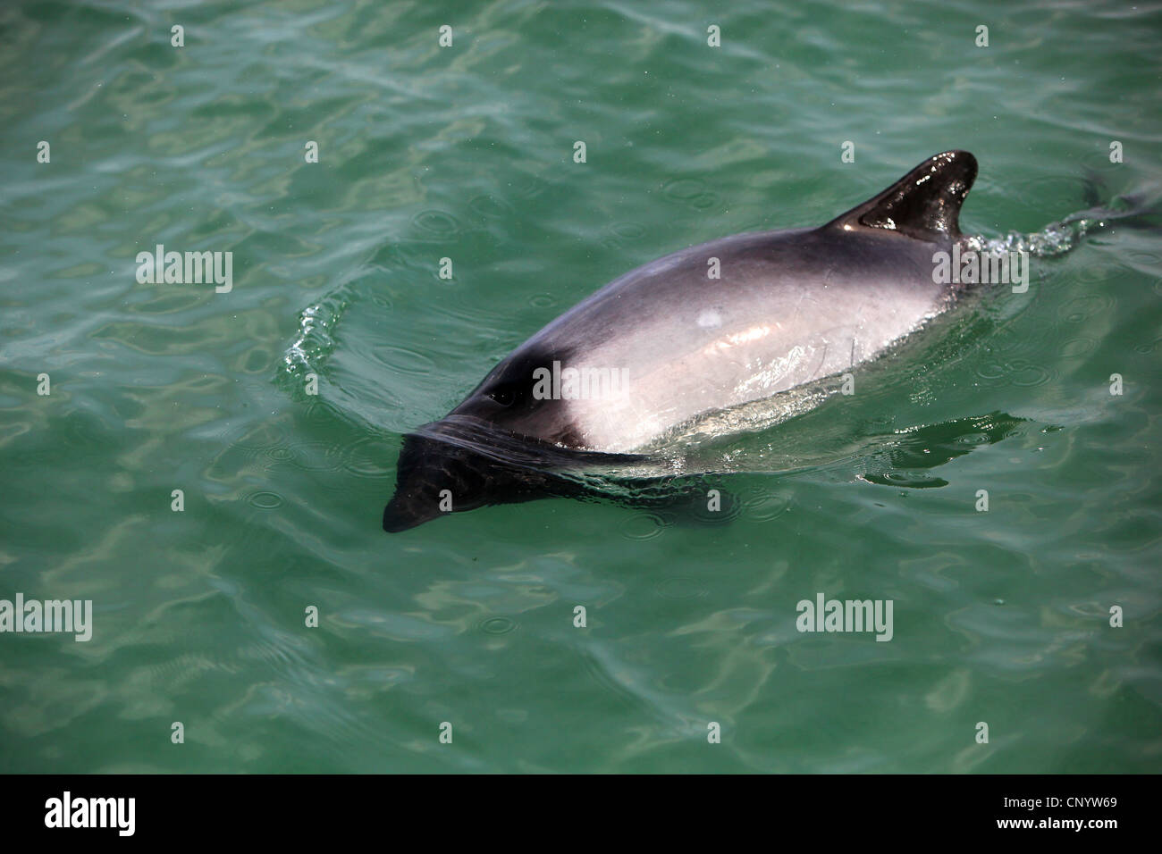 Dauphin de Commerson Tonina Dolphin Dolphin Piebald noir et