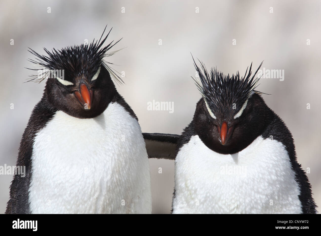 Rockhopper Penguin (Eudyptes chrysocome), enlacés, l'Argentine, de l'Île Penguin Banque D'Images