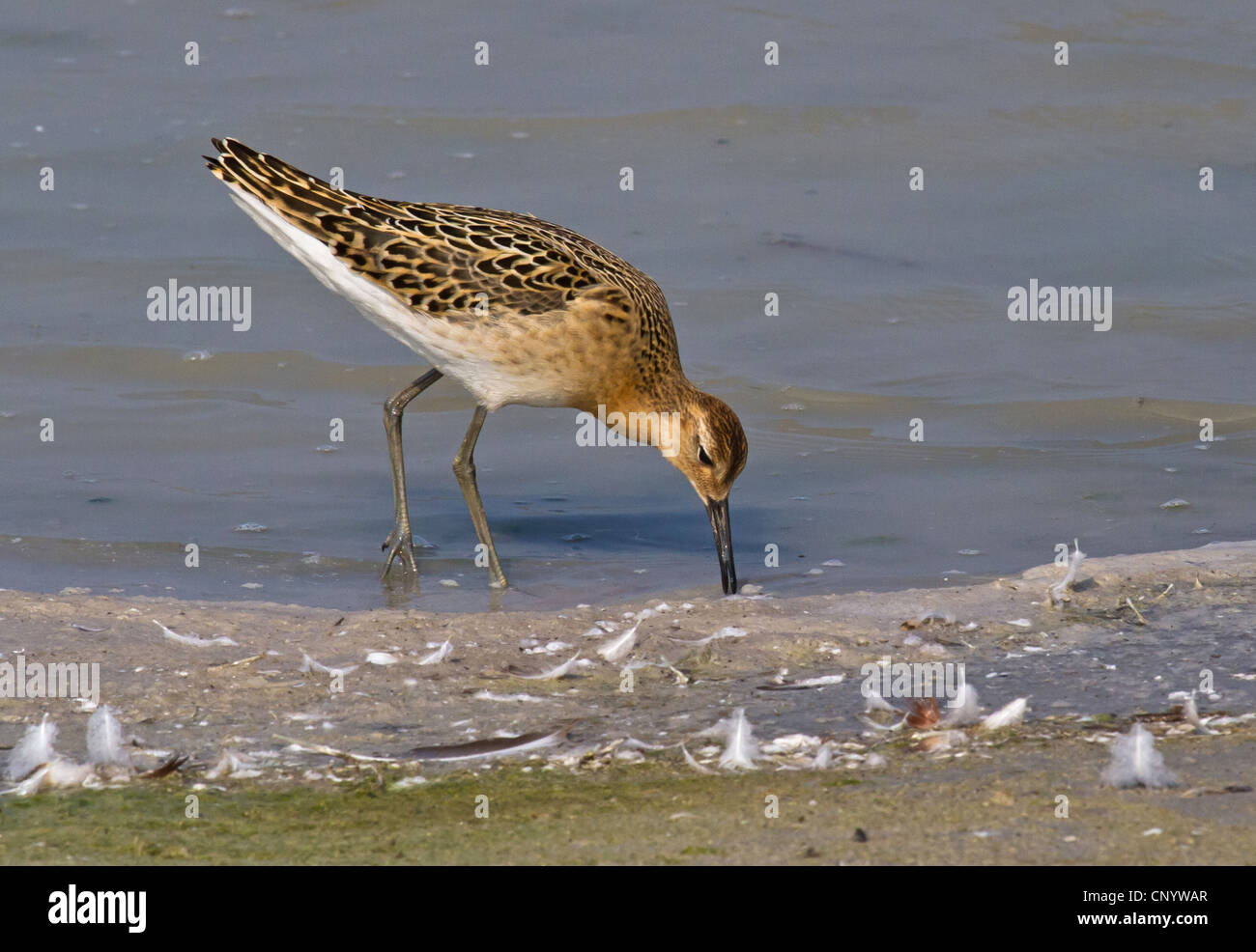 Le Combattant varié (Philomachus pugnax), sur l'alimentation, de l'Autriche, Burgenland, le parc national de Neusiedler See, Nationalpark Voir Banque D'Images