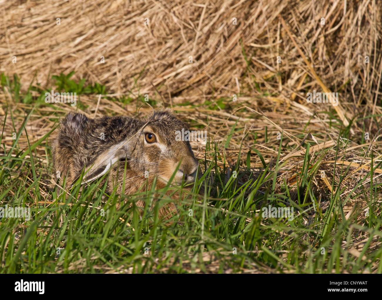 Lièvre d'Europe (Lepus europaeus), camouflé, l'Autriche, Burgenland, le parc national de Neusiedler See Banque D'Images