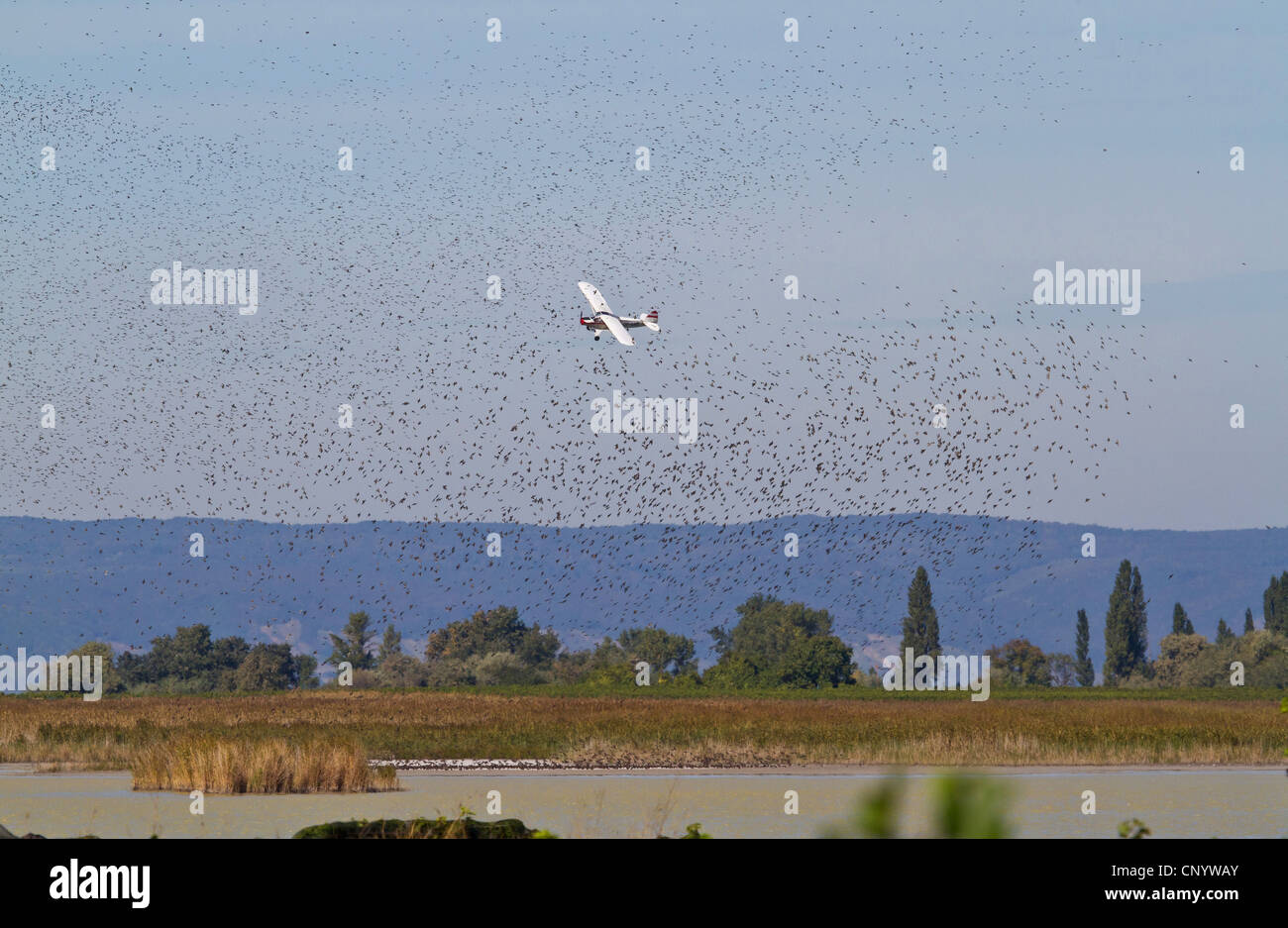 Étourneau sansonnet (Sturnus vulgaris), avion effrayer une volée d'étourneaux, l'Autriche, Burgenland, le parc national de Neusiedler See, Ilmitz Banque D'Images Étourneau sansonnet (Sturnus vulgaris), avion effrayer une volée d'étourneaux, l'Autriche, Burgenland, le parc national de Neusiedler See, Ilmitz Banque D'Images