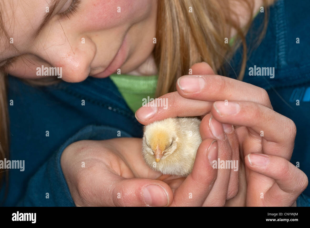 Les oiseaux domestiques (Gallus gallus f. domestica), girl holding un poussin dans sa main, Allemagne Banque D'Images