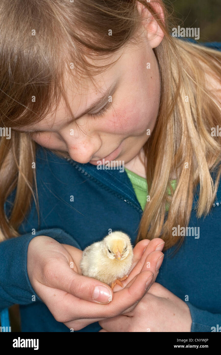 Les oiseaux domestiques (Gallus gallus f. domestica), girl holding un poussin dans sa main, Allemagne Banque D'Images