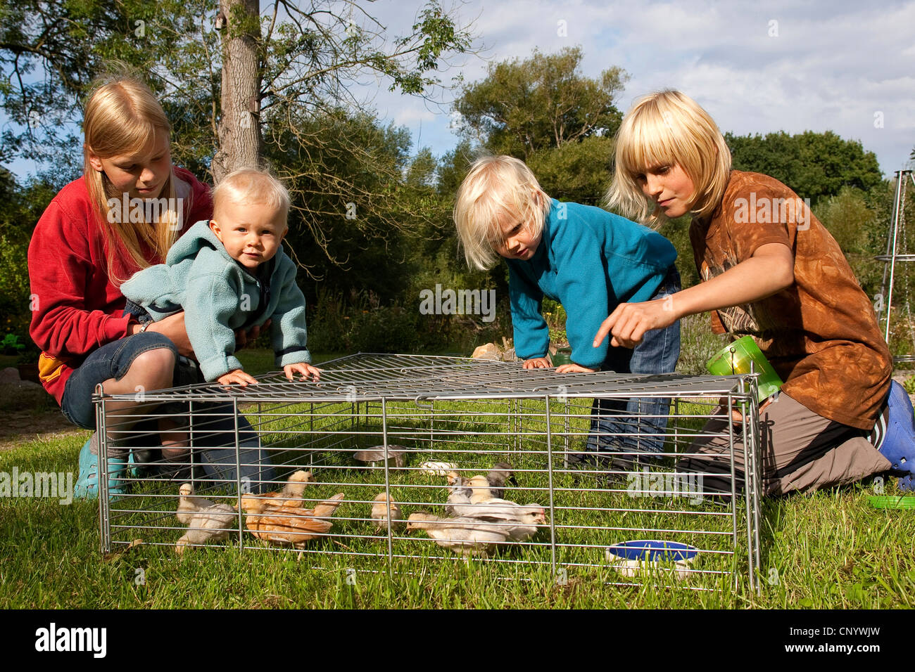 Les oiseaux domestiques (Gallus gallus f. domestica), les enfants de regarder les poussins dans un boîtier en liberté dans un pré, Allemagne Banque D'Images