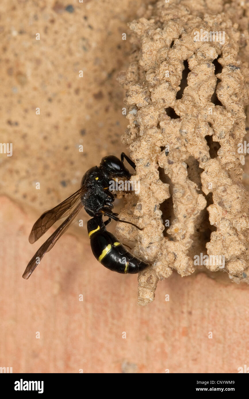Potter, wasp wasp Mason (Symmorphus bifasciatus), à sa tanière, Allemagne Banque D'Images