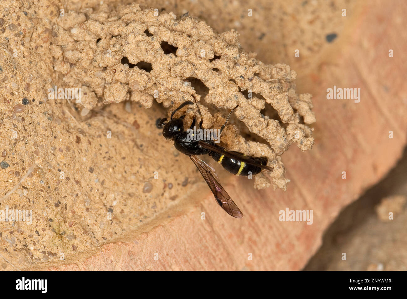 Potter, wasp wasp Mason (Symmorphus bifasciatus), à sa tanière, Allemagne Banque D'Images