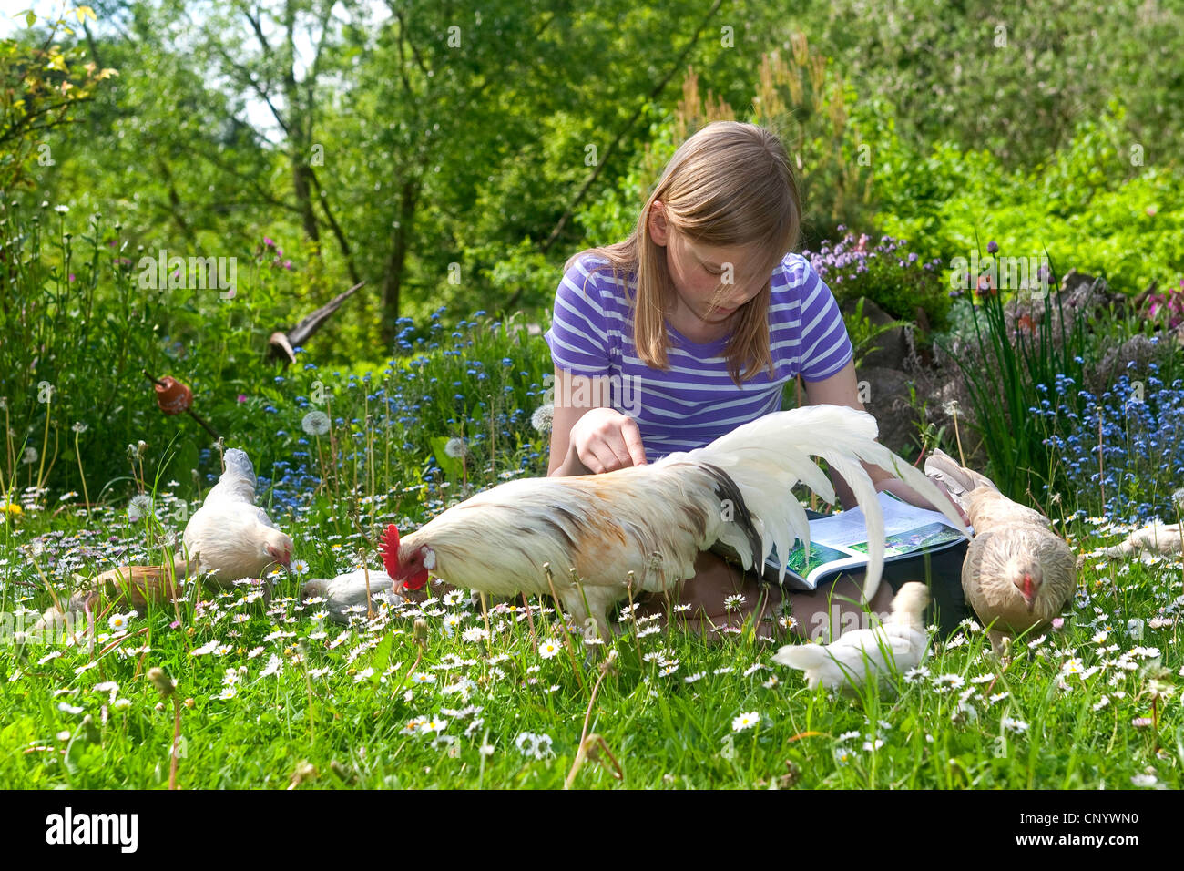 Bantam (Gallus gallus f. domestica), une jeune fille assise dans une prairie avec tame et curieux des poussins et la lecture d'un magazine, Allemagne Banque D'Images