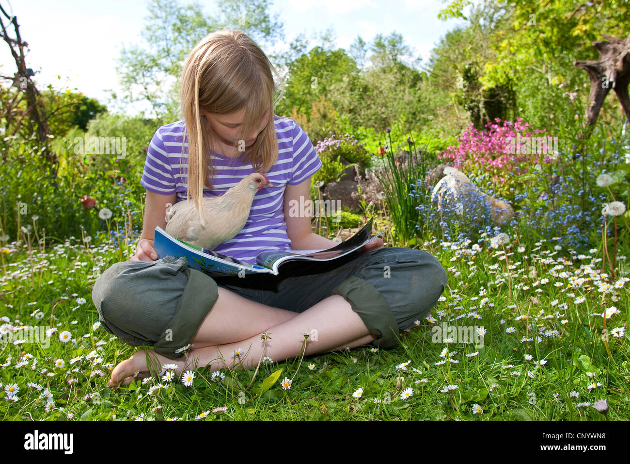 Bantam (Gallus gallus f. domestica), une jeune fille assise dans une prairie avec un curieux et cultivé et chick lit un magazine, Allemagne Banque D'Images