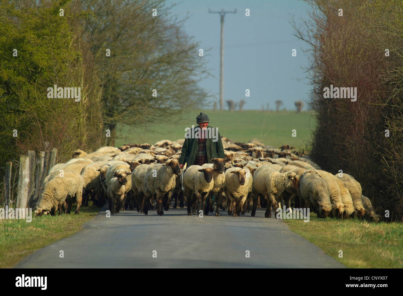 Le mouton domestique (Ovis ammon f. bélier), pasteurs nomades avec son troupeau de moutons sur une route de campagne, Allemagne Banque D'Images