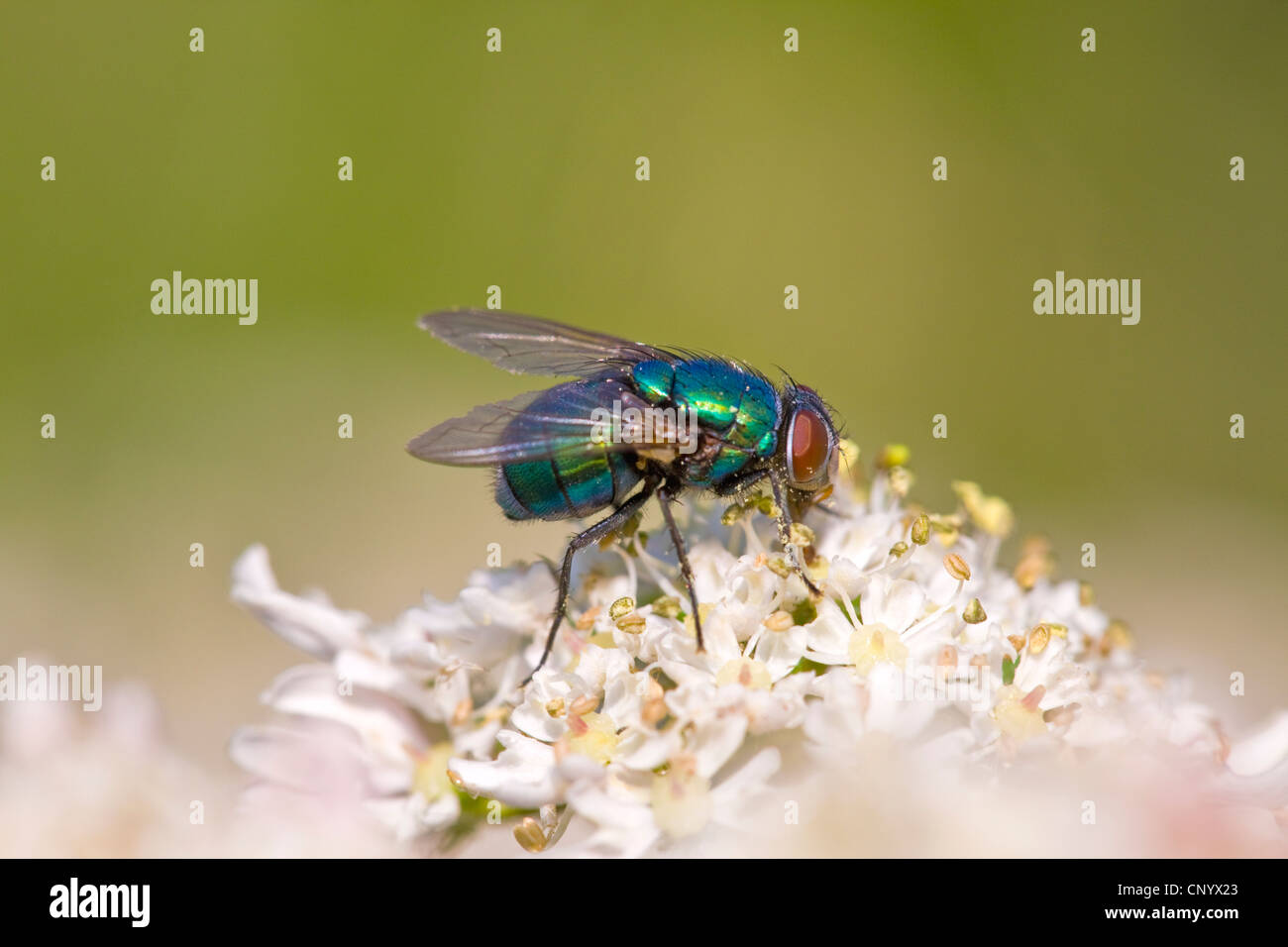 Mouche ou conjoint greenbottle ( Lucilia caesar ) Banque D'Images