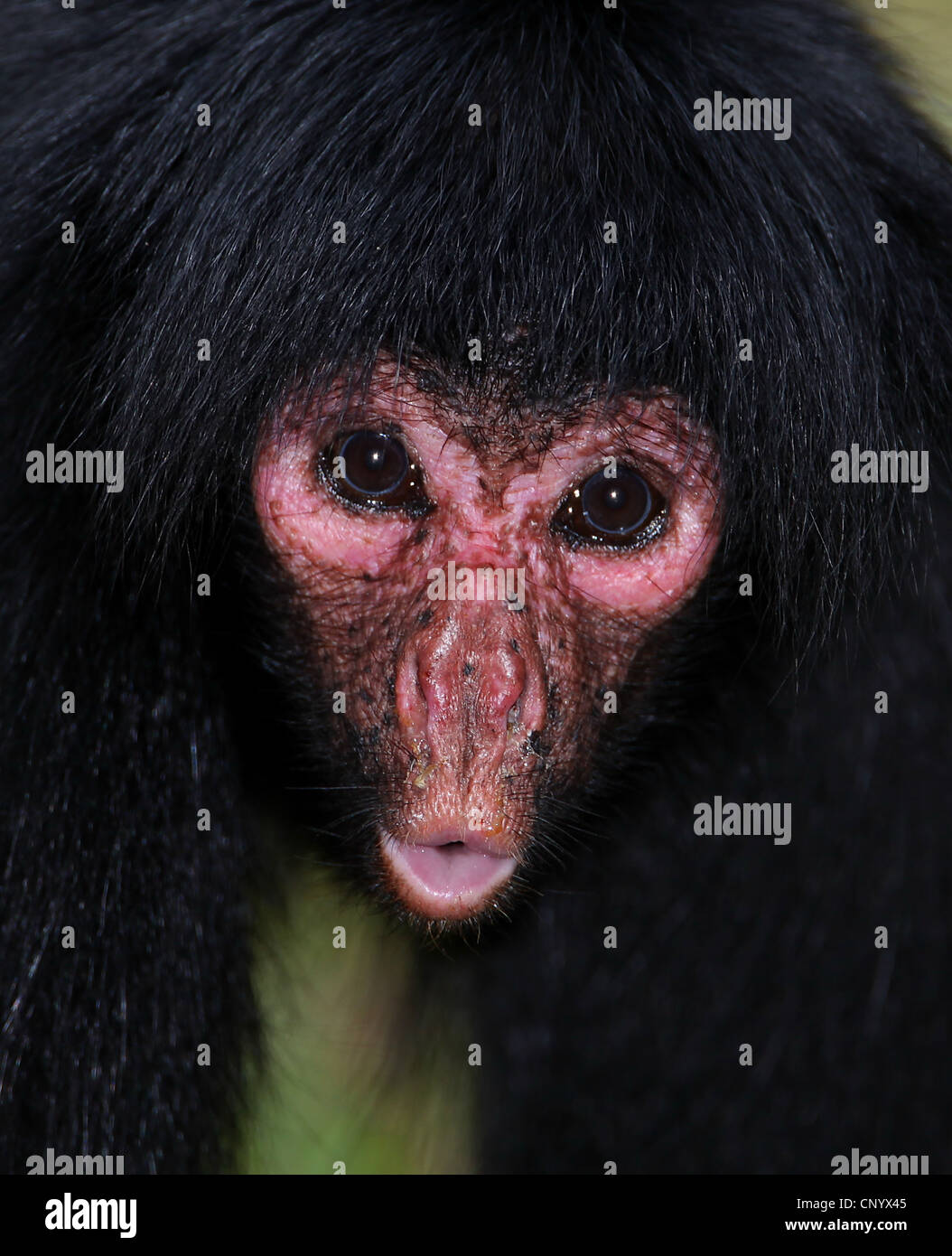 Noir Rouge, singe-araignée (Ateles paniscus), portrait, Brésil, Banque D'Images