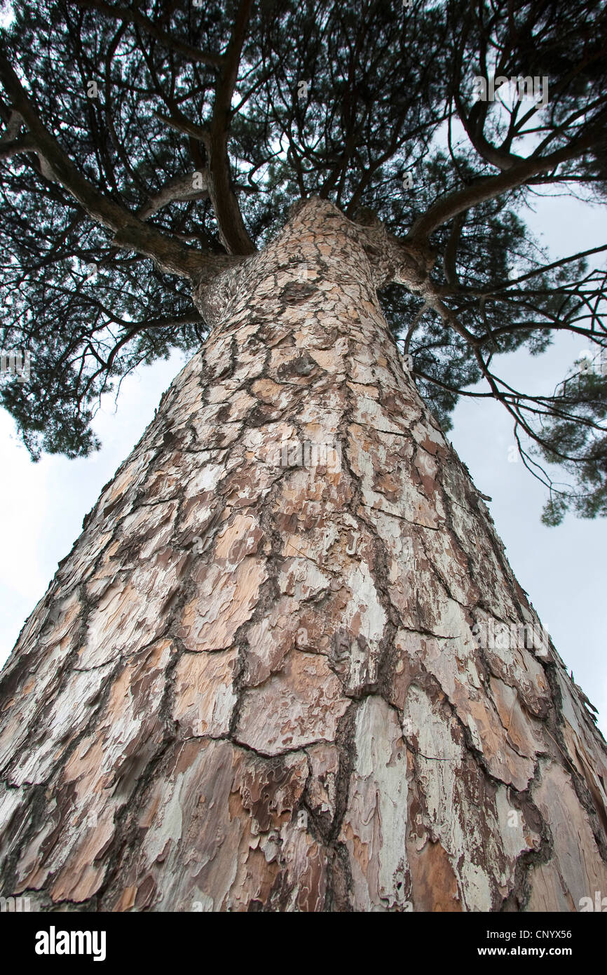 En pin cembro, italien, en pin pin parasol (Pinus pinea), du tronc Banque D'Images