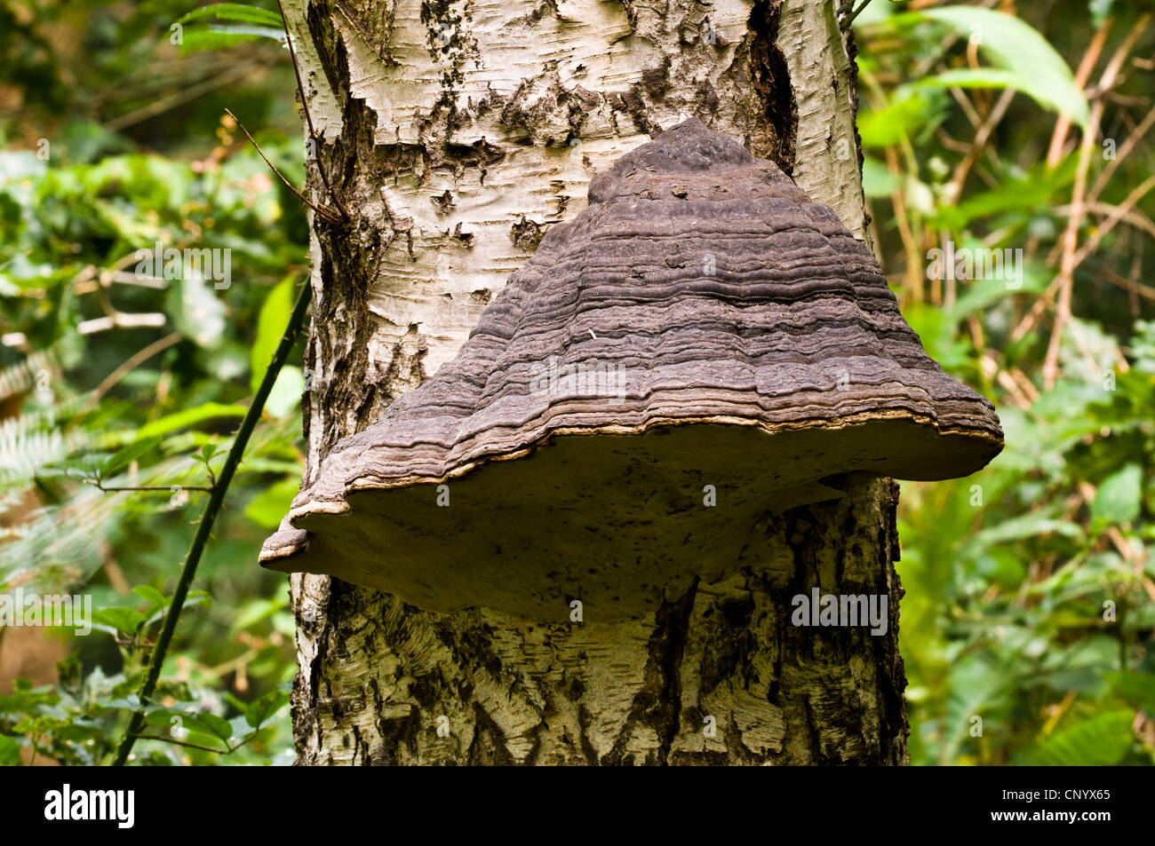 Champignon sabot, alias Amadou Fomes fomentarius (support) poussant sur un bouleau verruqueux à Clumber Park, Nottinghamshire. Octobre. Banque D'Images