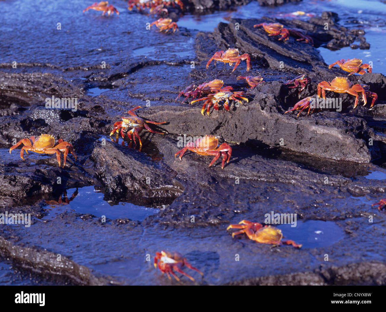 Sally Lightfoot, Crabe Crabe tacheté (Grapsus grapsus), à la côte de la mer, de l'Équateur, Îles Galápagos Banque D'Images