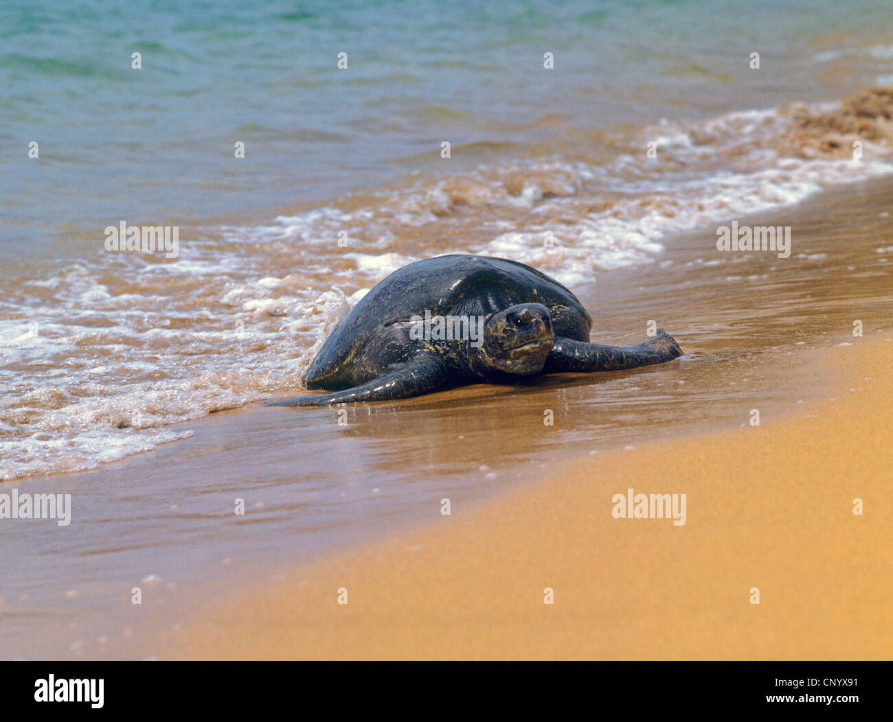 Galapagos Galapagos tortue verte, tortue rock, Galapagos tortue de la viande, du Pacifique Tortue verte (Chelonia mydas agassisi), descendre à terre, l'Équateur, Îles Galápagos Banque D'Images