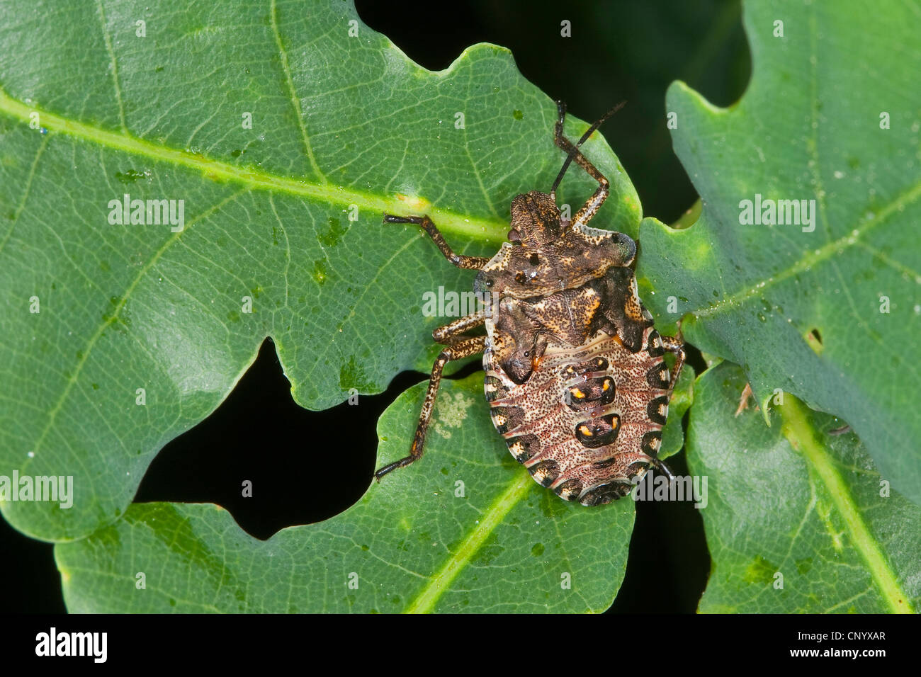 Pentatoma rufipes (bug des forêts), chenille sur feuilles de chêne, Allemagne Banque D'Images