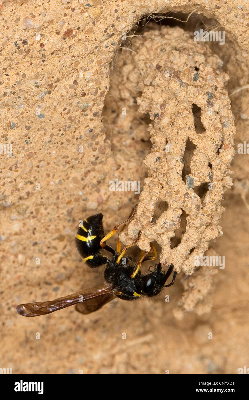 Potter (Odynerus spinipes wasp, Oplomerus spinipes), à l'entrée de la fosse construite de limon, Allemagne Banque D'Images