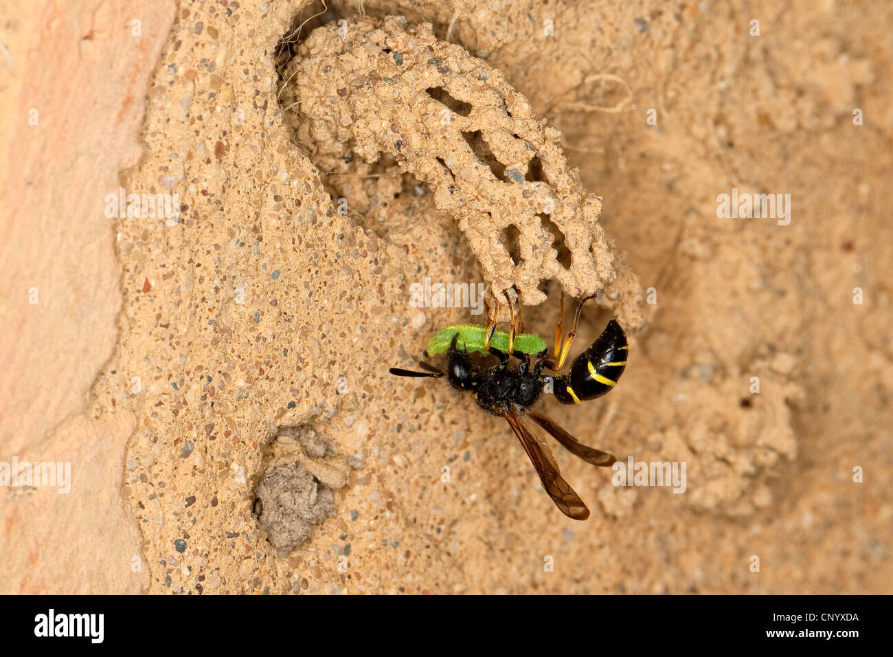 Potter (Odynerus spinipes wasp, Oplomerus spinipes), à l'entrée de la fosse construite de limon avec pris larve, Allemagne Banque D'Images
