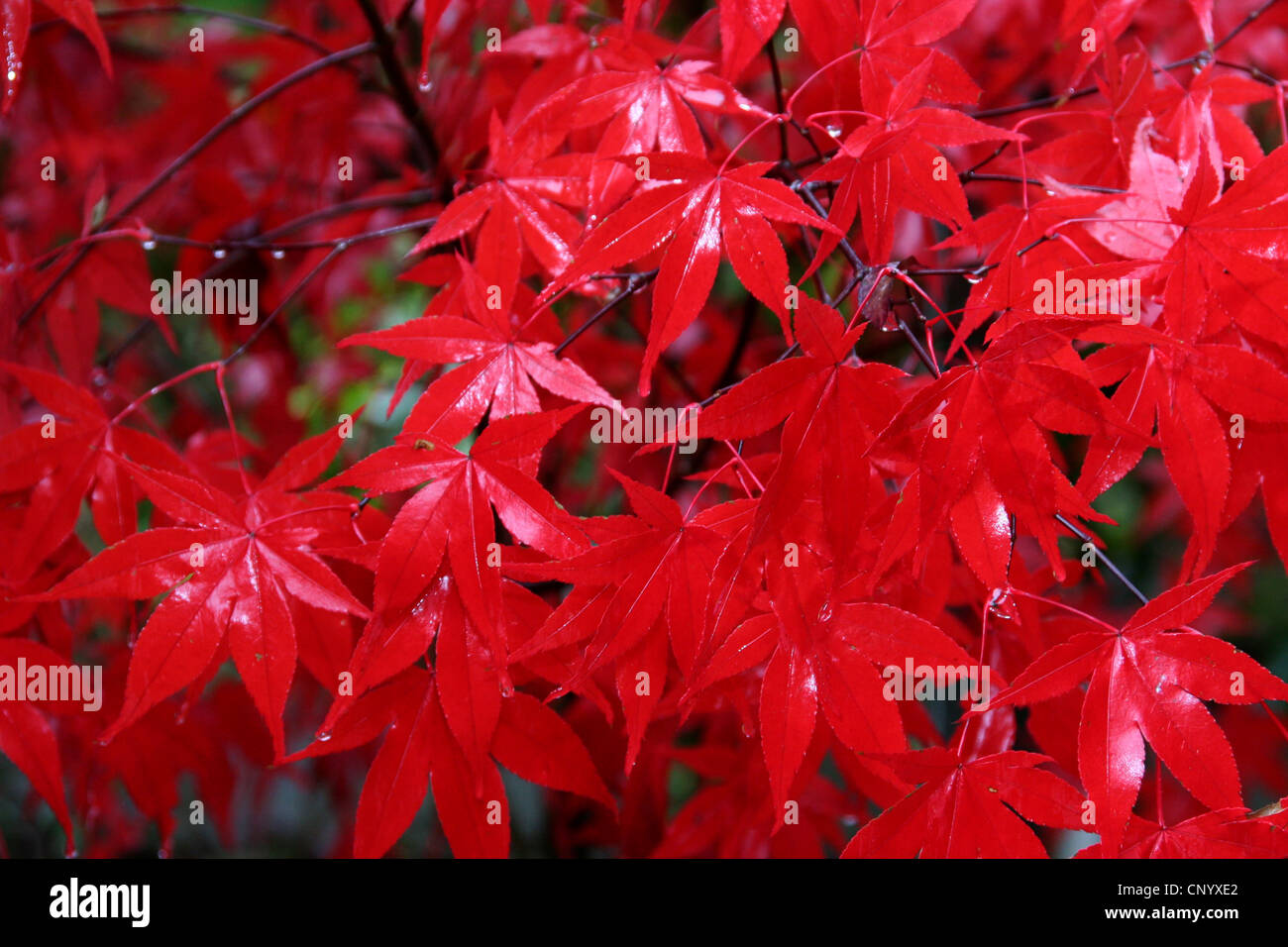 L'érable japonais (Acer palmatum), les feuilles d'automne, Allemagne Banque D'Images